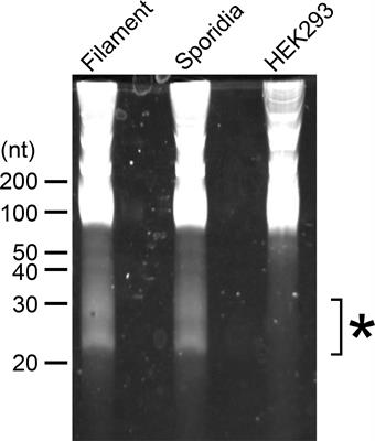 The production and secretion of tRNA-derived RNA fragments in the corn smut fungus Ustilago maydis